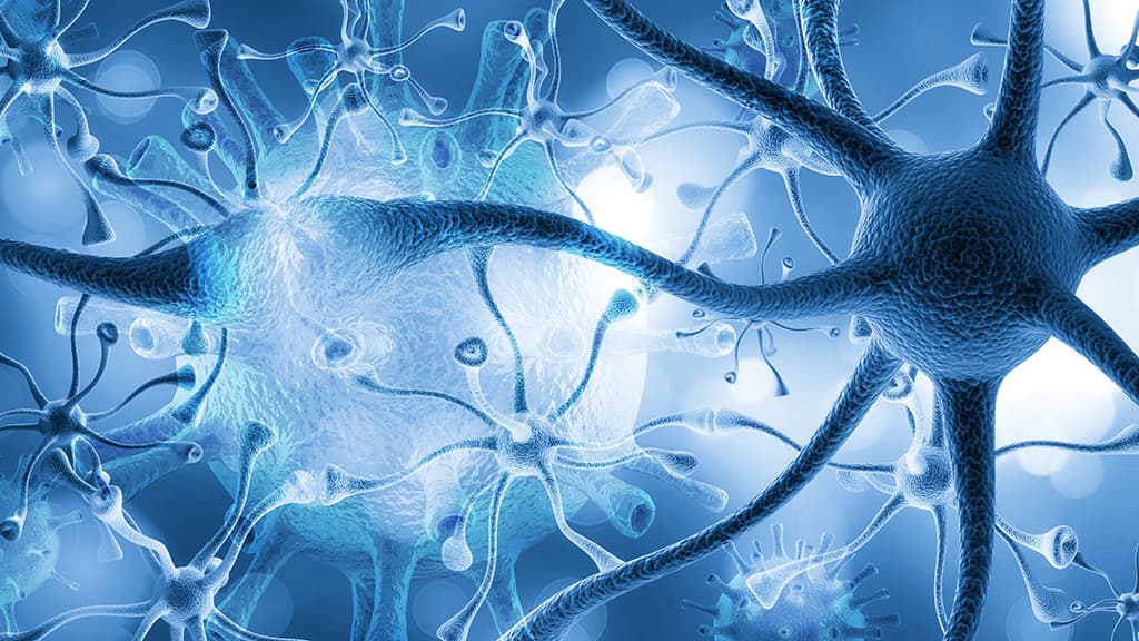 Neural pathways targeted by TMS therapy